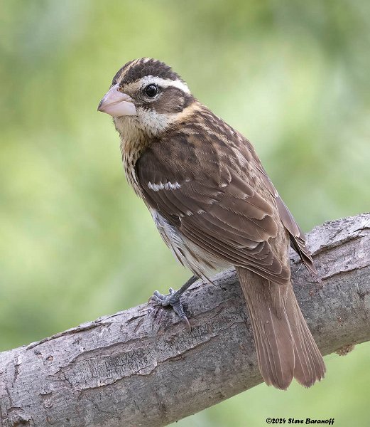 _B248340 female rose-breasted grosbeak.jpg